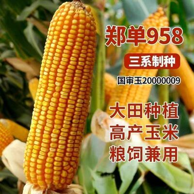 国审郑单958玉米种子饲料玉米