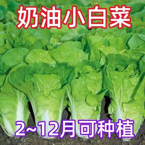 奶油小白菜种子四季播种耐热