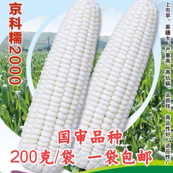 京科糯2000玉米种子国审高产杂交粘甜玉米白甜糯抗病大棒玉米种籽