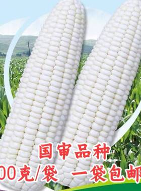 京科糯2000玉米种子国审杂交