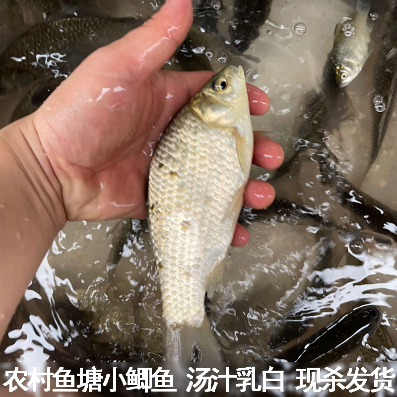农村鱼塘自养小鲫鱼现杀现发
