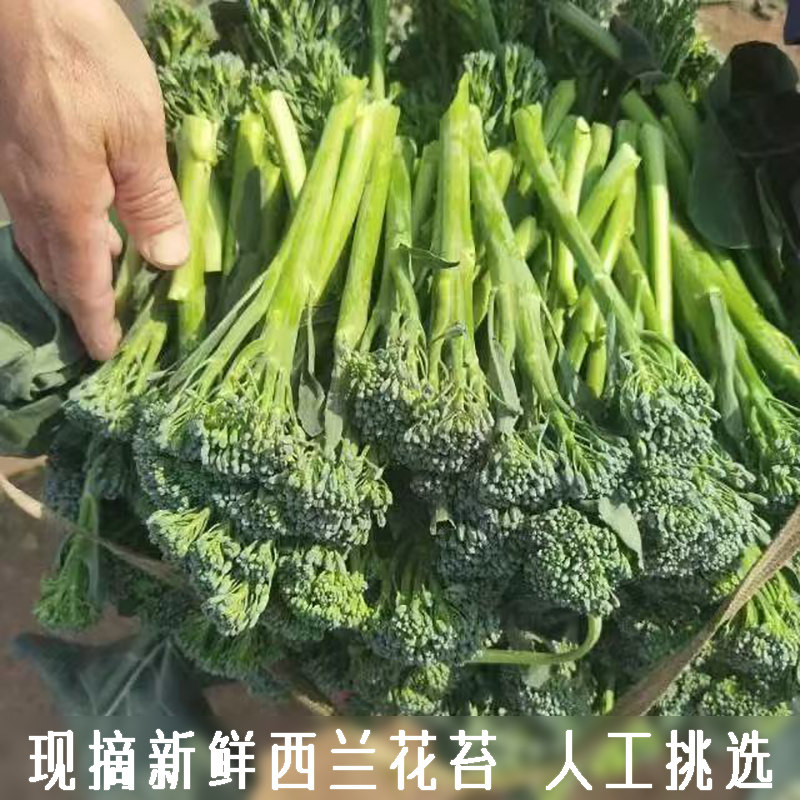 农家现摘新鲜西蓝花苔西兰苔青花苔小西兰花菜苔高山时令露天蔬菜