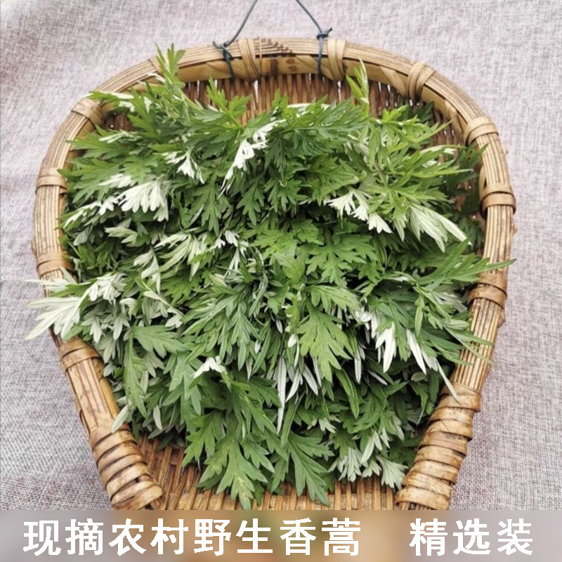 现摘野生新鲜茵陈新鲜白蒿青团面蒿可食用蒿草春天时令野菜香苦蒿
