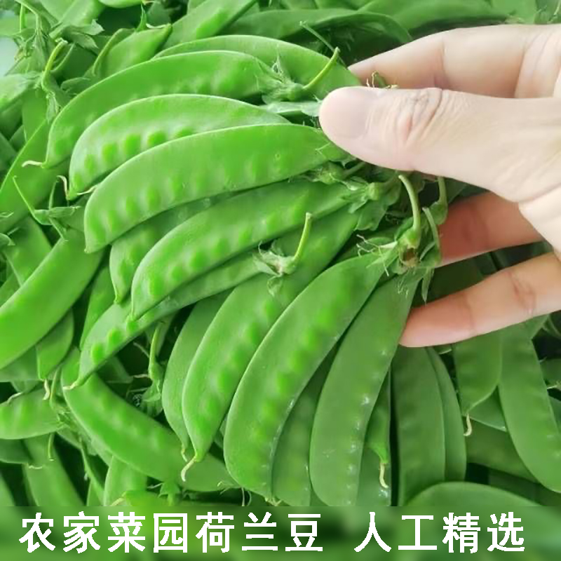 新鲜荷兰豆湖北当季带荚豌豆农家菜园菜豌豆嫩麻豆现摘现摘青小豆