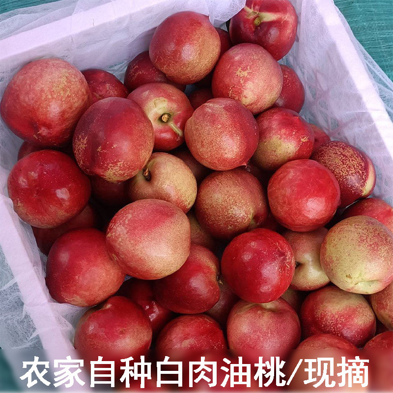 农家自种油桃新鲜现摘白心油桃露天水晶油桃白肉油桃皮薄脆甜桃子