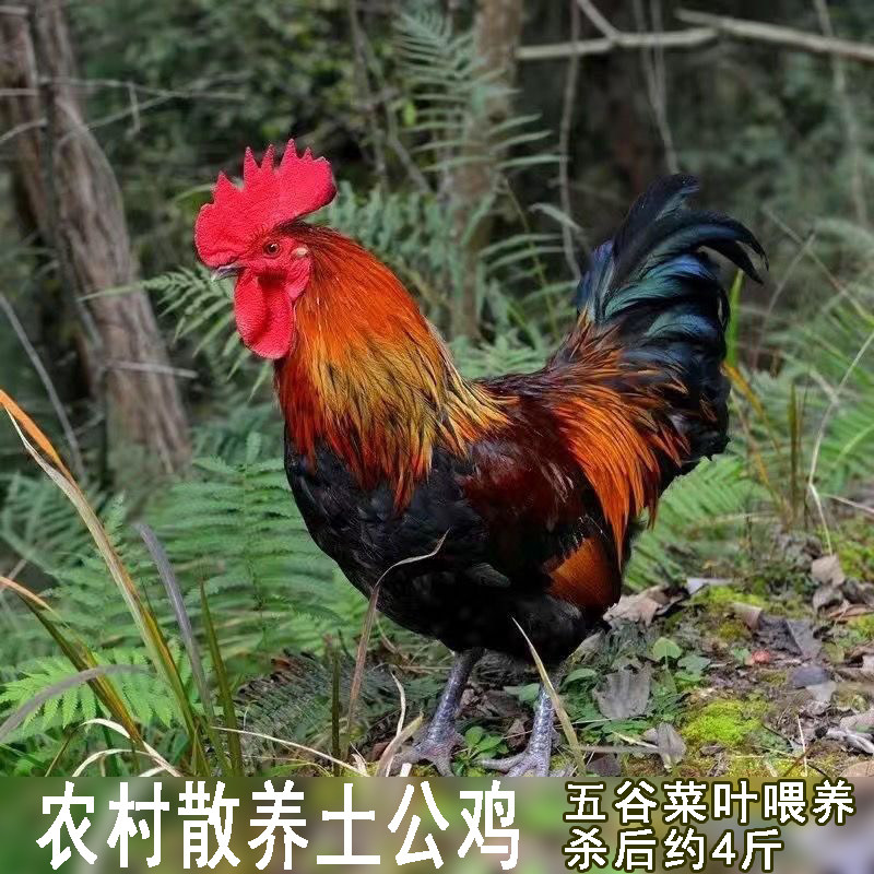农村自养土鸡农家散养大公鸡鸡肉