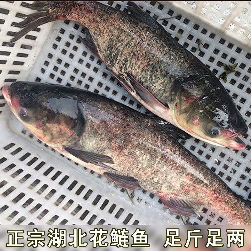 湖北宜昌大鱼头胖头鱼头花鲢鱼