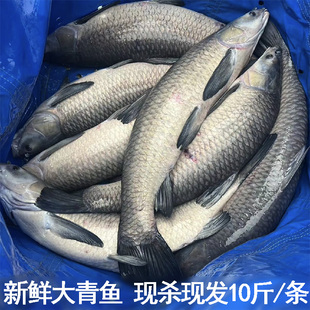 湖北淡水鱼自家鱼塘大青鱼活鱼现杀新鲜大螺丝青鱼非草鱼整条青鱼