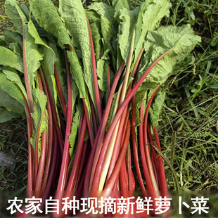 露天蔬菜红萝卜菜农家新鲜萝卜梗当季状态小红萝卜缨子鲜嫩萝卜苗