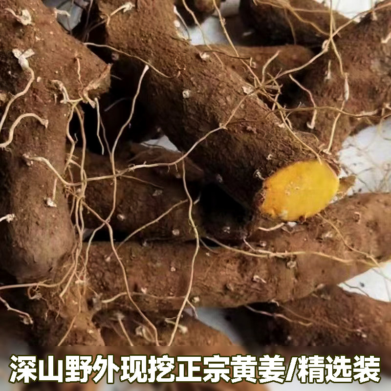 野外新鲜土黄姜农村土特产黄姜火藤根黄姜种盾叶薯蓣新鲜生火头根