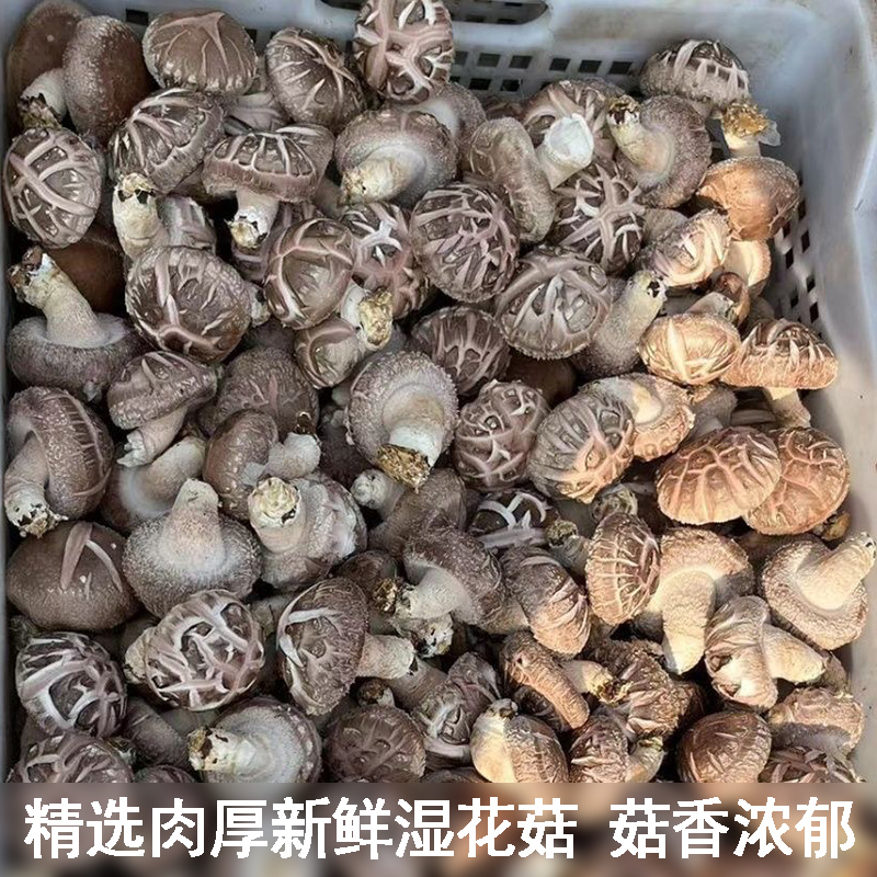 农村新鲜湿花菇本地菌菇现摘现发鲜蘑菇大冬菇香菇人工精选大花菇