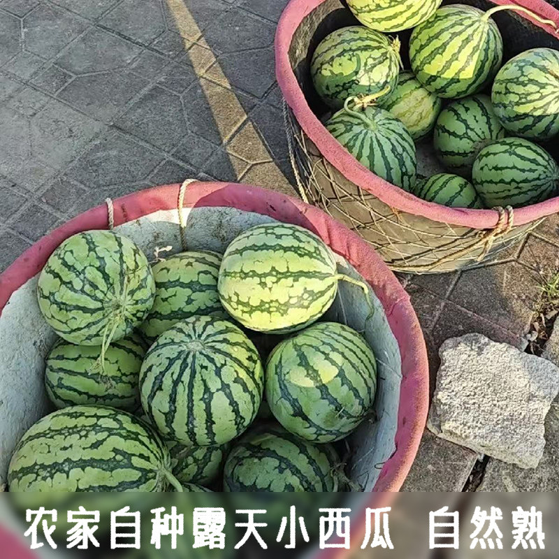 农家自种露天小西瓜皮薄多汁超甜水果新鲜大西瓜现摘现发当季水果