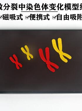 33305磁吸式减数分裂中染色体变化模型组件 磁性280*180mm生物实