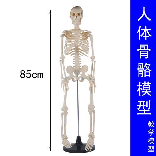 人体骨骼模型(85cm)全身带支架教学生物实验可拆卸骨骼骨架J3302