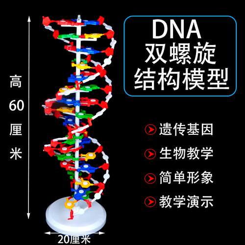 DNA模型DNA双螺旋结构模型组件拼接遗传基因和变异生物实验diy脱