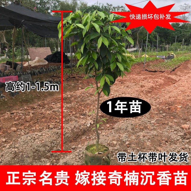 嫁接奇楠沉香树苗绿奇楠花盆栽张勺子糖结棋楠苗带S土杯发货高约1