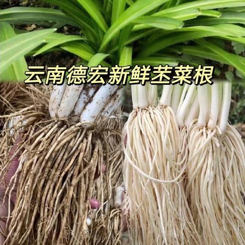 云南新鲜苤菜根大韭菜根
