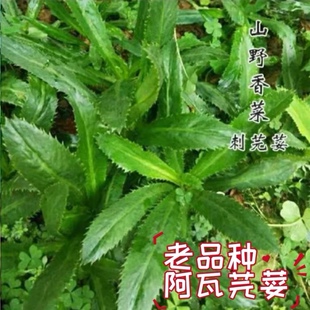 云南刺芫荽种苗越南野香菜大香菜刺芹缅芫荽香菜阿佤芫荽