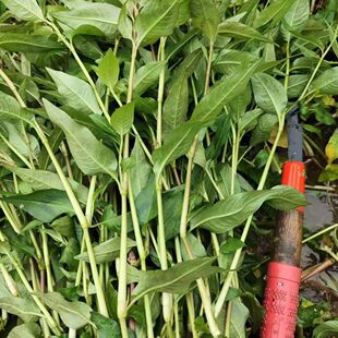 云南新鲜香柳菜傣味香柳叶鱼廖新鲜现发辣柳菜烧鱼香料鱼香菜香料