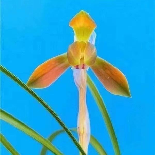 带花苞铭品兰花春兰【极红】高档浓香型经典红花盆栽室内阳台好养
