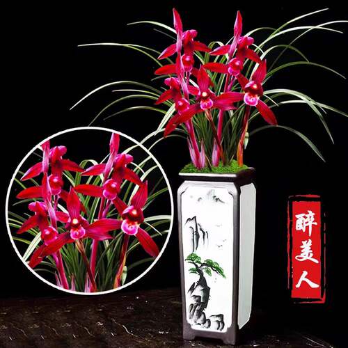 即将上花新品兰花苗色花【醉美人】客厅室内外绿植懒人盆栽花卉