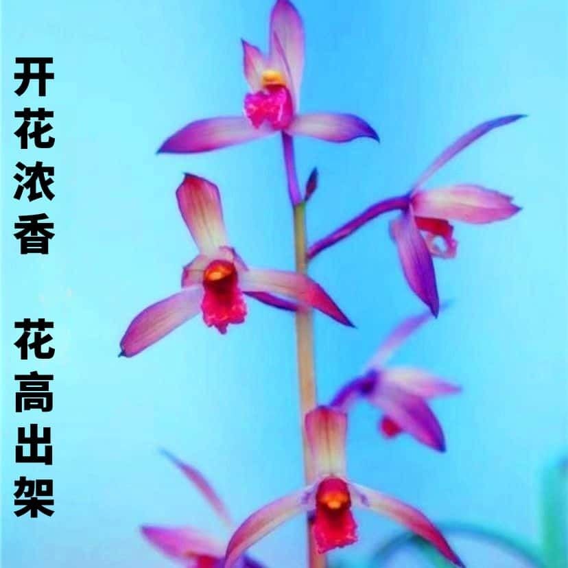 色花蕙兰新品【美人含羞】品种浓香型兰花高档室内外盆栽花卉大全