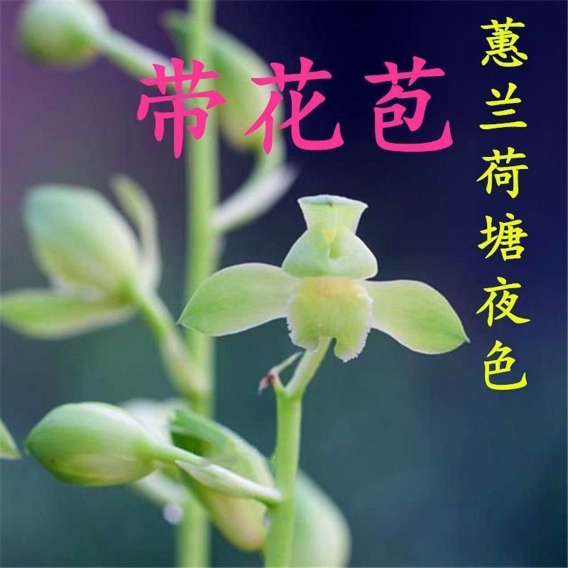 带花苞惠兰兰花【荷塘夜色】盆栽绿植盆栽花卉好养室内