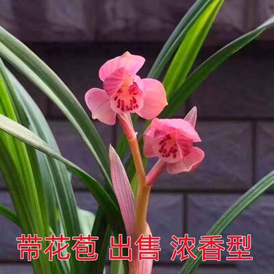 带花苞兰花苗新品色花春兰荷瓣【夕荷】室内铭品花开浓香花卉大全