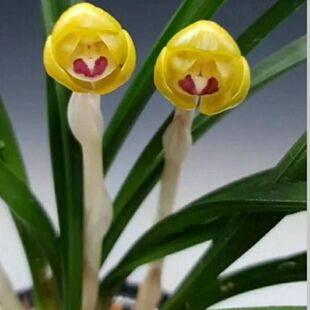 春兰荷瓣【帝王双宝】春兰出艺进化中透艺新品室内外老品种盆栽