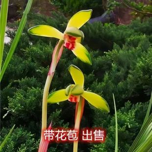 带花苞春兰细叶矮种兰花苗【神韵】室内小绿植花卉盆栽开花浓香型