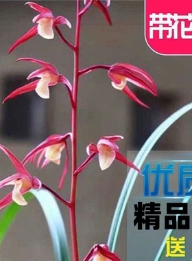 带花苞兰花苗室内外【细叶寒兰霞光】高档盆栽花卉大全开花浓香