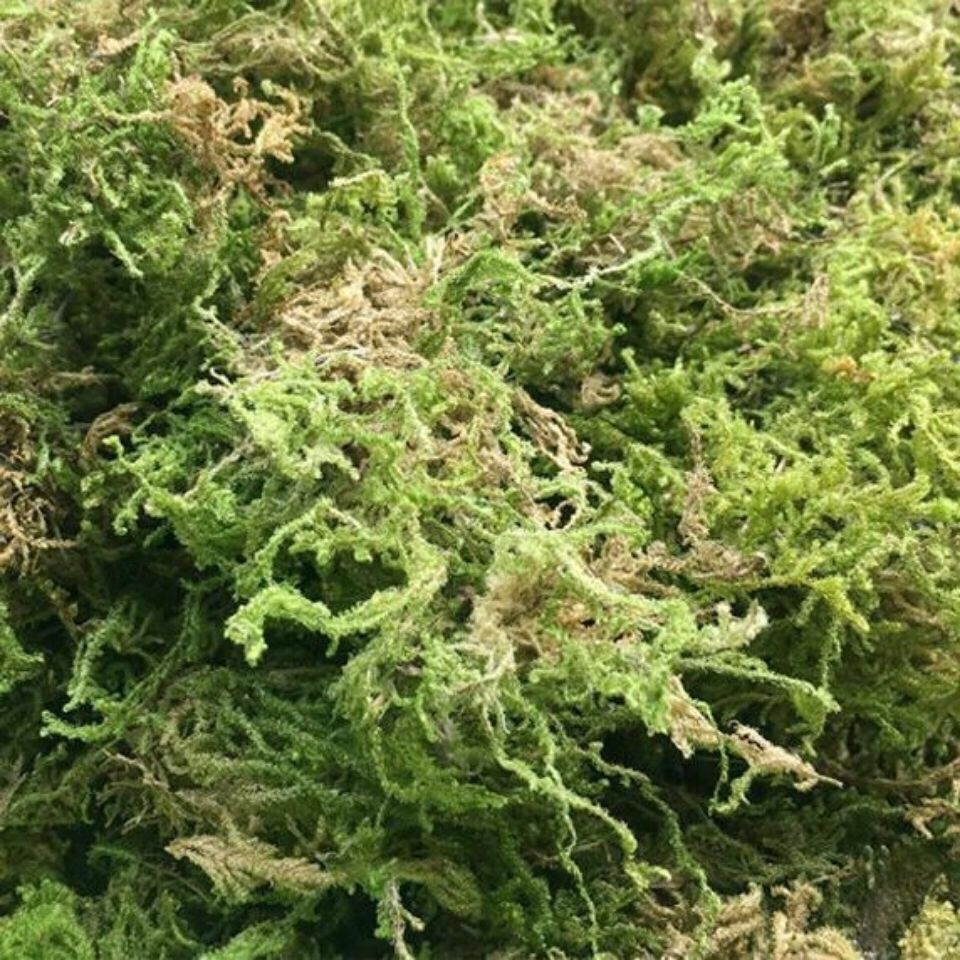 干水苔兰花蝴蝶兰石斛多肉栽培营养土干苔藓苗木嫁接乌龟冬眠水草