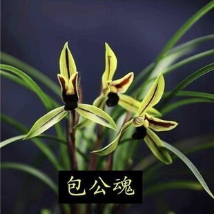 春兰带花苞兰花苗【包公魂】名贵室内外盆栽绿植开花浓香型花卉
