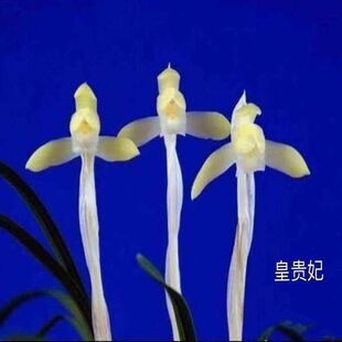 即将上花新品兰花苗春兰《皇贵妃》浓香型室内园林花卉大全盆栽