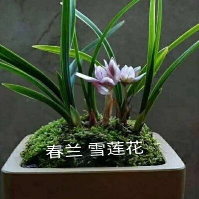 雪莲花春兰苗带花苞浓香阳台