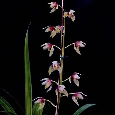 兰花苗荷瓣彩素色花秋榜墨兰胭脂红【碧月】室内外花卉大全盆栽