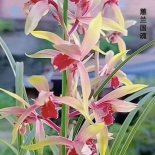 带花苞蕙兰新品色花【国魂】阳台客厅室内外浓香型好养花卉大全