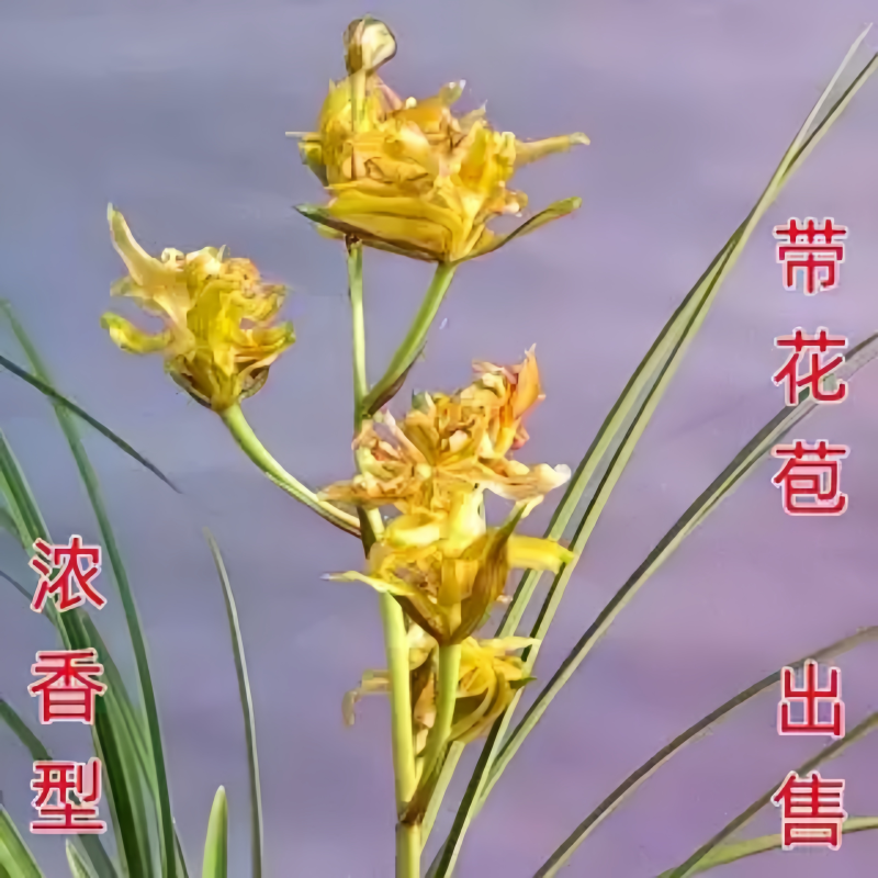 带花苞自然名品兰花苗盆景新品奇花【金凤】浓香室内绿植花卉盆栽