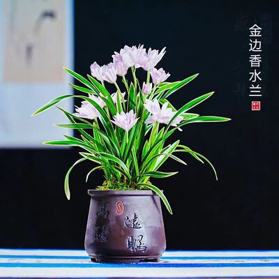 金边矮种盛世芳华浓香兰花苗