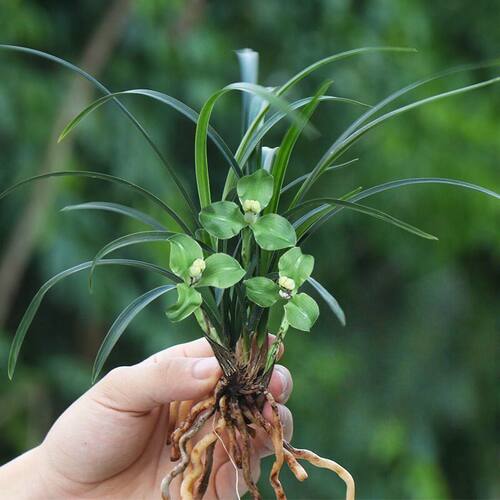 带花苞春兰细叶矮种兰花苗【绿云梅】室内外小绿植花卉盆栽