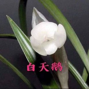 带花苞矮种兰花苗【白天鹅】春兰名品花卉荷瓣室内外花卉大全盆栽
