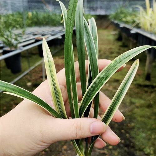 兰花苗新品【秋芝边艺】花卉绿植盆栽客厅懒人盆栽