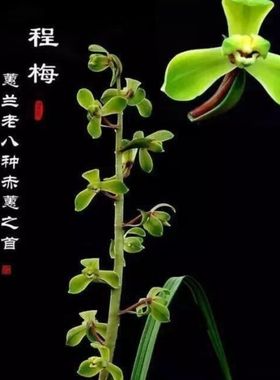 带花苞蕙兰老八种之首经典【程梅】办公室家庭传统兰花苗名品花卉