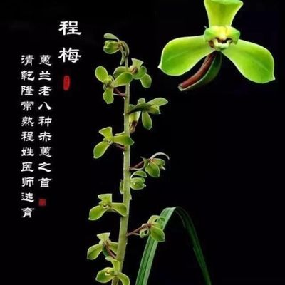 蕙兰老八种之首经典【程梅】