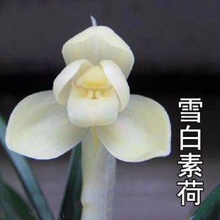 带花苞老品种精品花荷瓣矮种兰花苗【雪白素荷】室内阳台绿植花卉