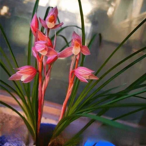 带花苞春剑水仙瓣色花兰花【醉红艳】室内外花卉绿植懒人盆栽