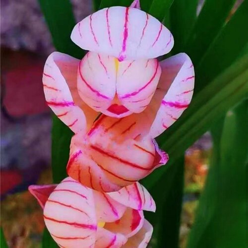 带花苞春兰盆栽新品荷瓣色花兰花苗【香荷】室内外懒人盆栽花卉