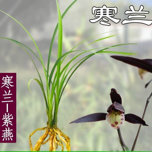 带花苞寒兰细叶兰花苗新品【紫燕】花卉盆栽室内外懒人绿植