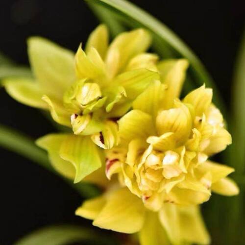 带花苞兰花苗春兰黄奇花【多瓣牡丹】懒人盆栽室内外绿植花卉