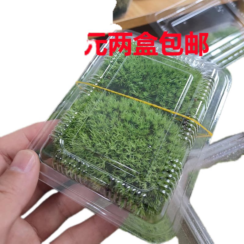 苔藓微景观白发藓短绒藓青苔盆景装饰造景铺面鲜活好养假山水陆缸